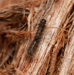 Lepidoptera unclassified IMMATURE (caterpillar or pupa or cocoon) at Downer, ACT - 13 Jan 2024 by RobertD