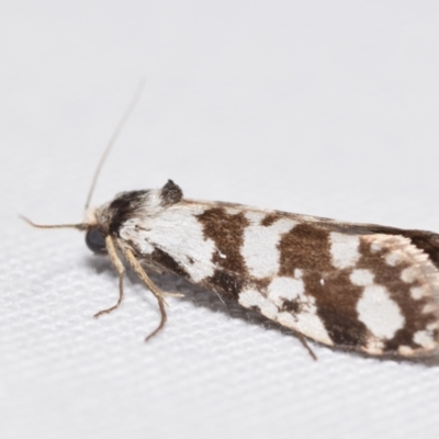 Lepidoscia (genus) ADULT (A Case moth) at Jerrabomberra, NSW - 12 Jan 2024 by DianneClarke