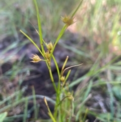 Juncus tenuis (Slender Rush) at Nurenmerenmong, NSW - 10 Jan 2024 by JaneR