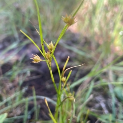 Juncus tenuis (Slender Rush) at Nurenmerenmong, NSW - 11 Jan 2024 by JaneR