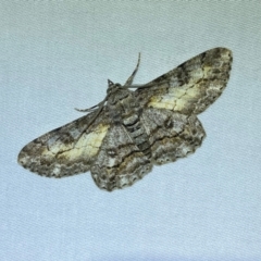 Cleora (genus) (A Looper Moth) at Jerrabomberra, NSW - 12 Jan 2024 by SteveBorkowskis