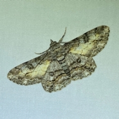 Cleora (genus) at QPRC LGA - 12 Jan 2024