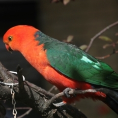 Alisterus scapularis (Australian King-Parrot) at Higgins, ACT - 11 Jan 2024 by AlisonMilton