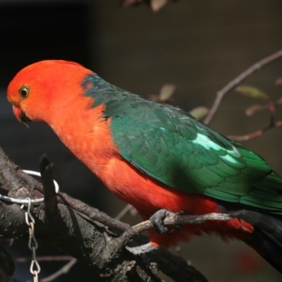 Alisterus scapularis (Australian King-Parrot) at Higgins, ACT - 10 Jan 2024 by AlisonMilton