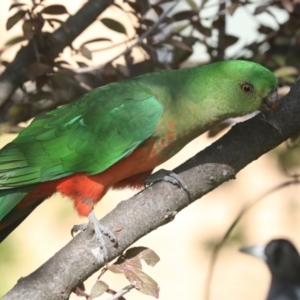 Alisterus scapularis at Higgins, ACT - 11 Jan 2024