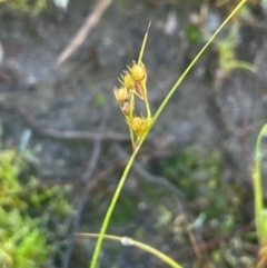 Juncus tenuis (Slender Rush) at The Tops at Nurenmerenmong - 11 Jan 2024 by JaneR