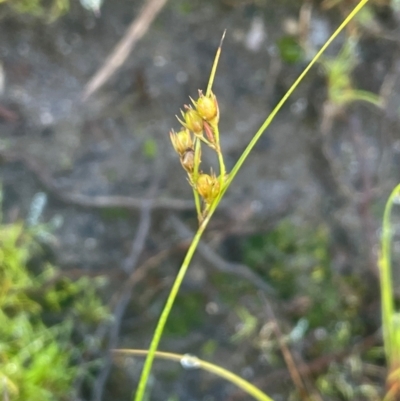 Juncus tenuis (Slender Rush) at Nurenmerenmong, NSW - 12 Jan 2024 by JaneR