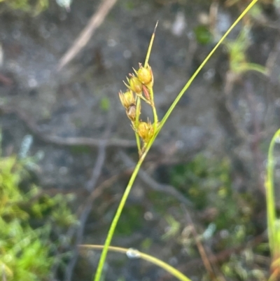 Juncus tenuis (Slender Rush) at The Tops at Nurenmerenmong - 11 Jan 2024 by JaneR