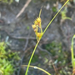 Juncus tenuis at The Tops at Nurenmerenmong - 12 Jan 2024