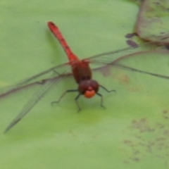 Diplacodes bipunctata (Wandering Percher) at Wingecarribee Local Government Area - 11 Jan 2024 by JanHartog