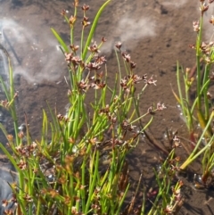 Juncus articulatus (A Rush) at The Tops at Nurenmerenmong - 11 Jan 2024 by JaneR