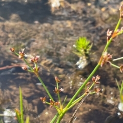 Juncus articulatus at The Tops at Nurenmerenmong - 11 Jan 2024 04:38 PM