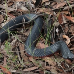 Pseudechis porphyriacus (Red-bellied Black Snake) at Alpine, NSW - 11 Jan 2024 by JanHartog