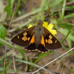 Hesperilla idothea (Flame Sedge-skipper) at Tallaganda State Forest - 12 Jan 2024 by DPRees125