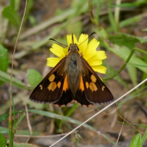 Hesperilla idothea at QPRC LGA - 12 Jan 2024