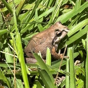 Litoria verreauxii verreauxii at Kangaroo Valley, NSW - suppressed