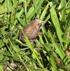 Litoria verreauxii verreauxii at Kangaroo Valley, NSW - suppressed