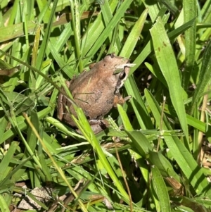 Litoria verreauxii verreauxii at Kangaroo Valley, NSW - suppressed