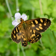 Oreixenica kershawi (Striped Xenica) at Tallaganda State Forest - 12 Jan 2024 by DPRees125