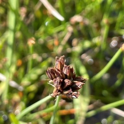 Juncus falcatus (Sickle-leaf Rush) at Nurenmerenmong, NSW - 11 Jan 2024 by JaneR