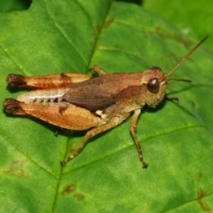 Phaulacridium vittatum (Wingless Grasshopper) at Sheldon, QLD - 13 Jan 2024 by PJH123