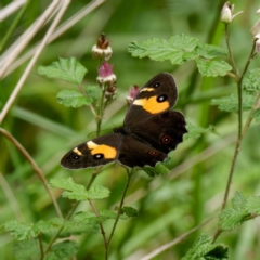 Tisiphone abeona (Varied Sword-grass Brown) at Tallaganda State Forest - 12 Jan 2024 by DPRees125