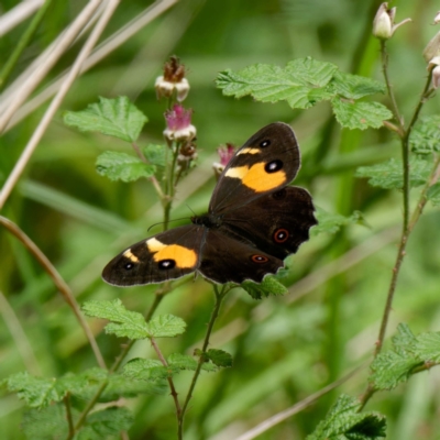 Tisiphone abeona (Varied Sword-grass Brown) at Tallaganda State Forest - 12 Jan 2024 by DPRees125