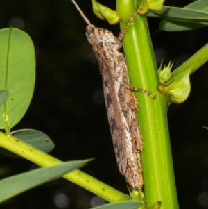 Coryphistes ruricola at Sheldon, QLD - 13 Jan 2024