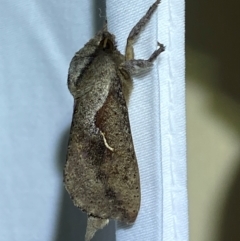 Elhamma australasiae (A Swift or Ghost moth (Hepialidae)) at QPRC LGA - 12 Jan 2024 by SteveBorkowskis