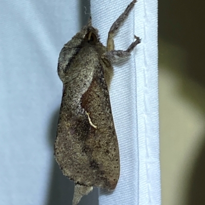 Elhamma australasiae (A Swift or Ghost moth (Hepialidae)) at QPRC LGA - 12 Jan 2024 by SteveBorkowskis