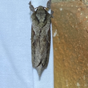 Elhamma australasiae at QPRC LGA - suppressed