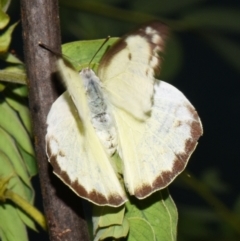 Unidentified White & Yellow (Pieridae) at Sheldon, QLD - 12 Jan 2024 by PJH123