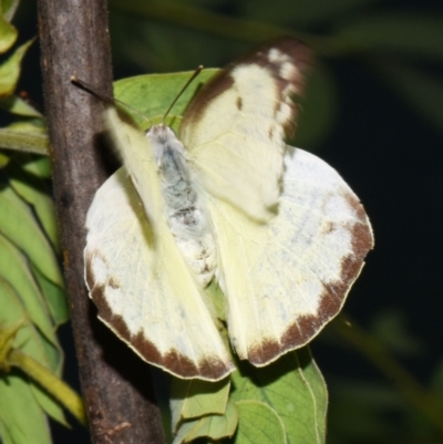 Unidentified White & Yellow (Pieridae) at Sheldon, QLD - 12 Jan 2024 by PJH123