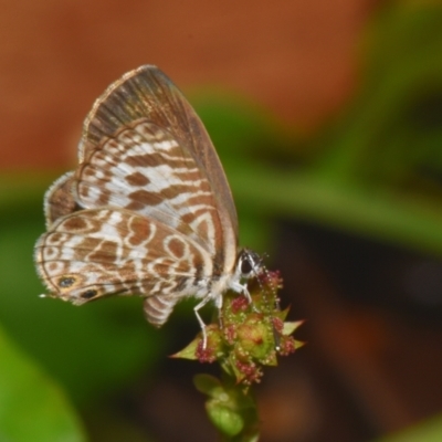 Unidentified Blue or Copper (Lycaenidae) at Sheldon, QLD - 12 Jan 2024 by PJH123