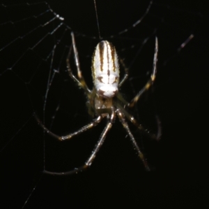 Leucauge dromedaria at Sheldon, QLD - suppressed