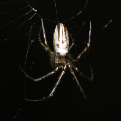 Leucauge dromedaria (Silver dromedary spider) at Sheldon, QLD - 13 Jan 2024 by PJH123