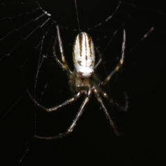 Unidentified Orb-weaving spider (several families) at Sheldon, QLD - 12 Jan 2024 by PJH123