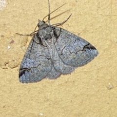 Austroterpna paratorna (Rounded Grey (Geometrinae)) at QPRC LGA - 12 Jan 2024 by SteveBorkowskis