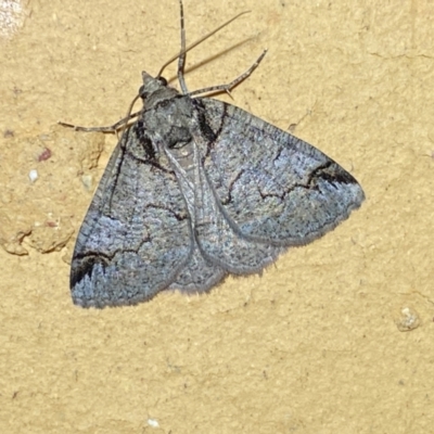 Austroterpna paratorna (Rounded Grey (Geometrinae)) at QPRC LGA - 12 Jan 2024 by SteveBorkowskis