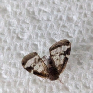 Scolypopa australis at Page, ACT - suppressed