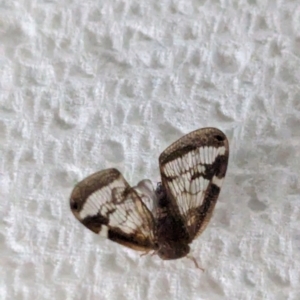 Scolypopa australis at Page, ACT - 13 Jan 2024