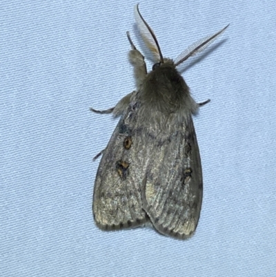 Leptocneria reducta (White cedar moth) at Jerrabomberra, NSW - 12 Jan 2024 by SteveBorkowskis