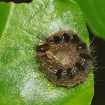 Panacela lewinae (Lewin's Bag-shelter Moth) at Sheldon, QLD - 13 Jan 2024 by PJH123