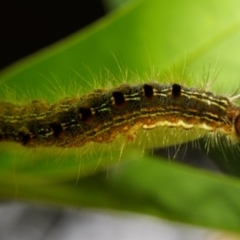 Panacela lewinae at Sheldon, QLD - 13 Jan 2024