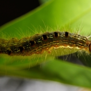 Panacela lewinae at Sheldon, QLD - 13 Jan 2024