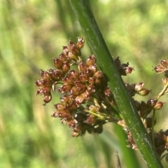 Juncus brevibracteus (Alpine Rush) at Nurenmerenmong, NSW - 11 Jan 2024 by JaneR