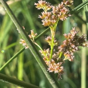 Juncus brevibracteus at The Tops at Nurenmerenmong - 12 Jan 2024