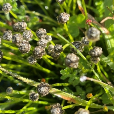 Eriocaulon scariosum (Pale Pipewort) at Nurenmerenmong, NSW - 11 Jan 2024 by JaneR