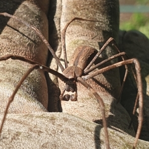 Asianopis sp. (genus) at Mawson, ACT - 13 Jan 2024