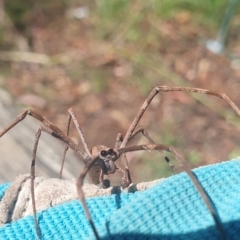 Asianopis sp. (genus) at Mawson, ACT - 13 Jan 2024